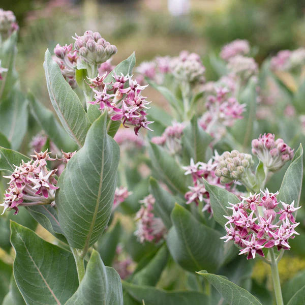 Asclepias (Asclepias Speciosa) seeds for planting in home garden