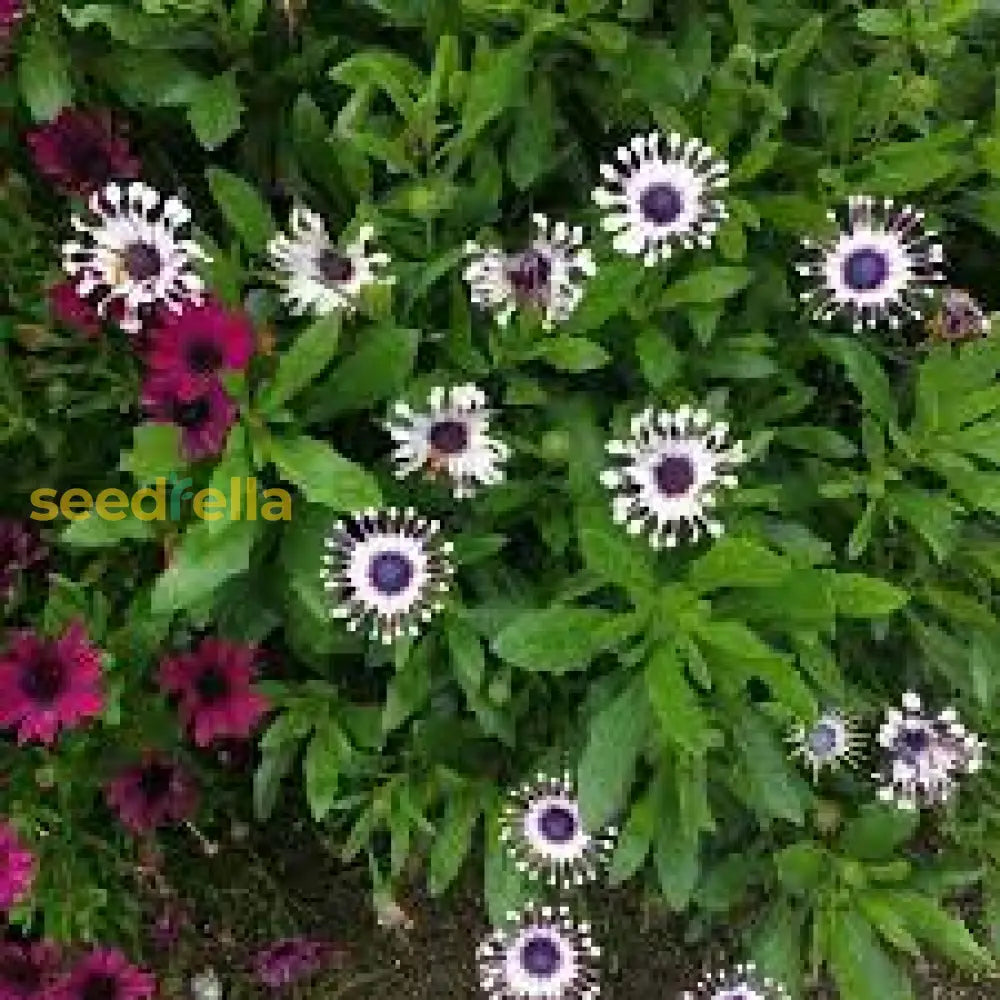 Shrubby Daisybush Flower Seeds For Planting - Vibrant Blooms Your Garden