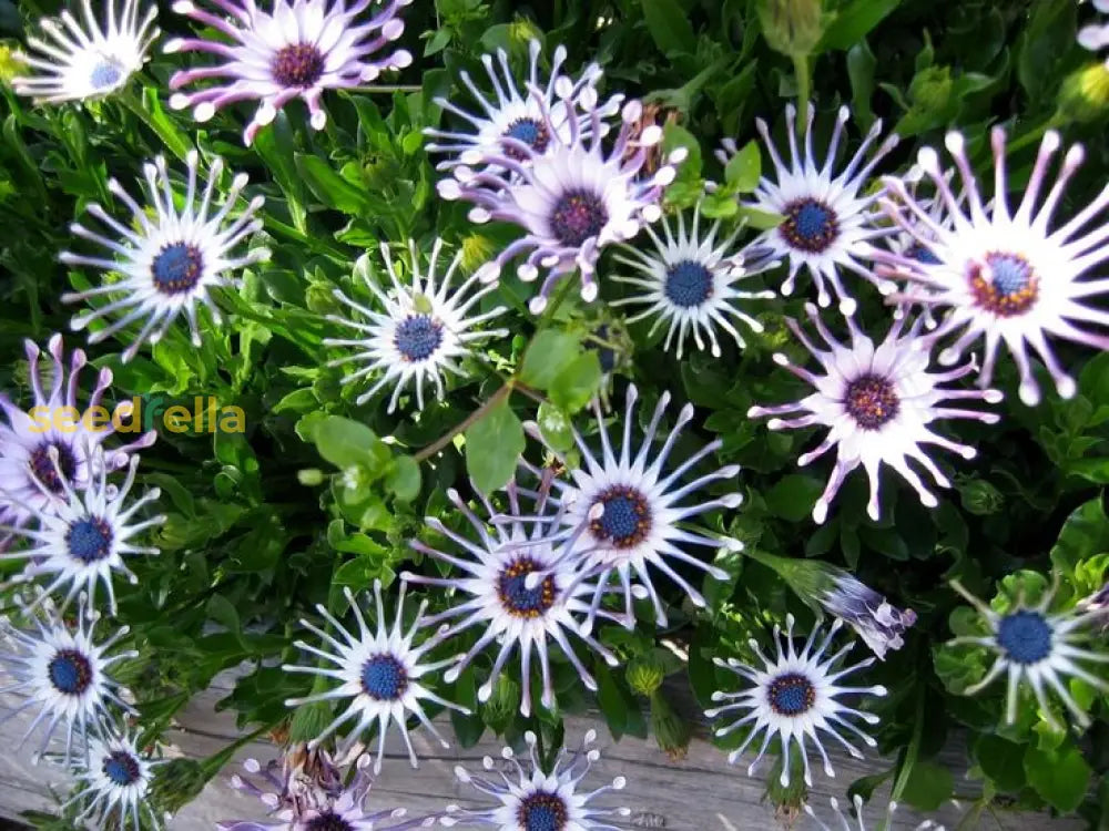 Shrubby Daisybush Flower Seeds For Planting - Vibrant Blooms Your Garden