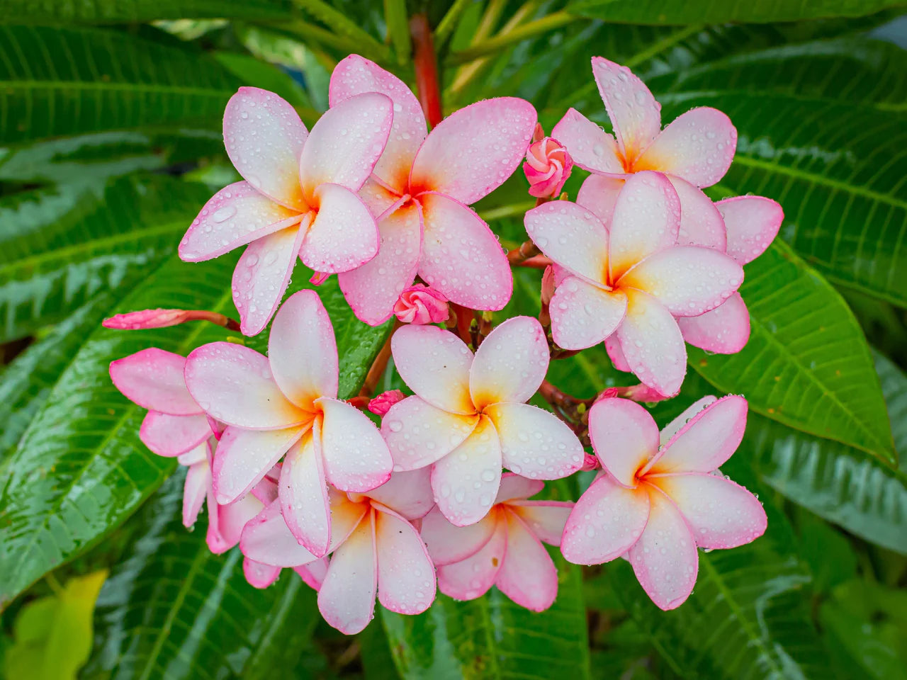 Graines de fleurs de frangipanier pêcher à planter