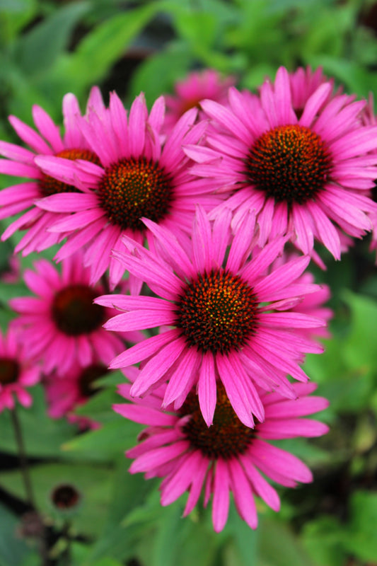 Bright Star Coneflower (Echinacea Purpurea) - Lavender Bright Rose Pink Flower Seeds