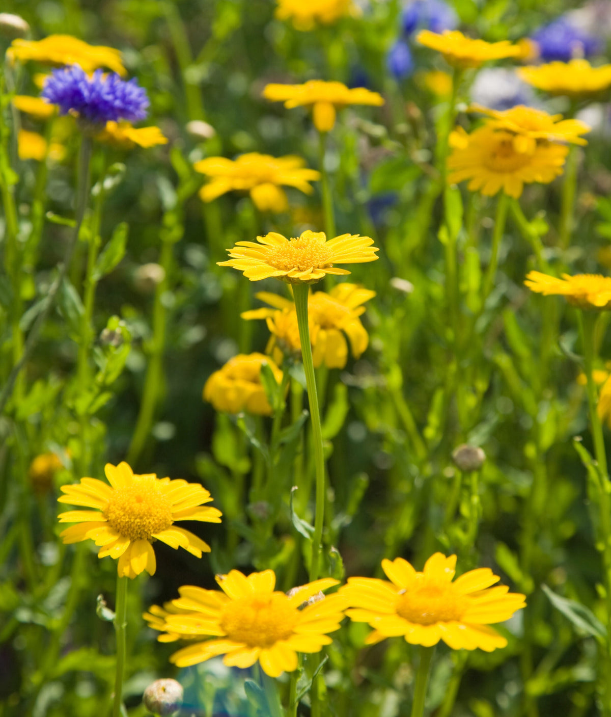 Marigold (Marigold Chrysanthemum) seeds for planting in home garden