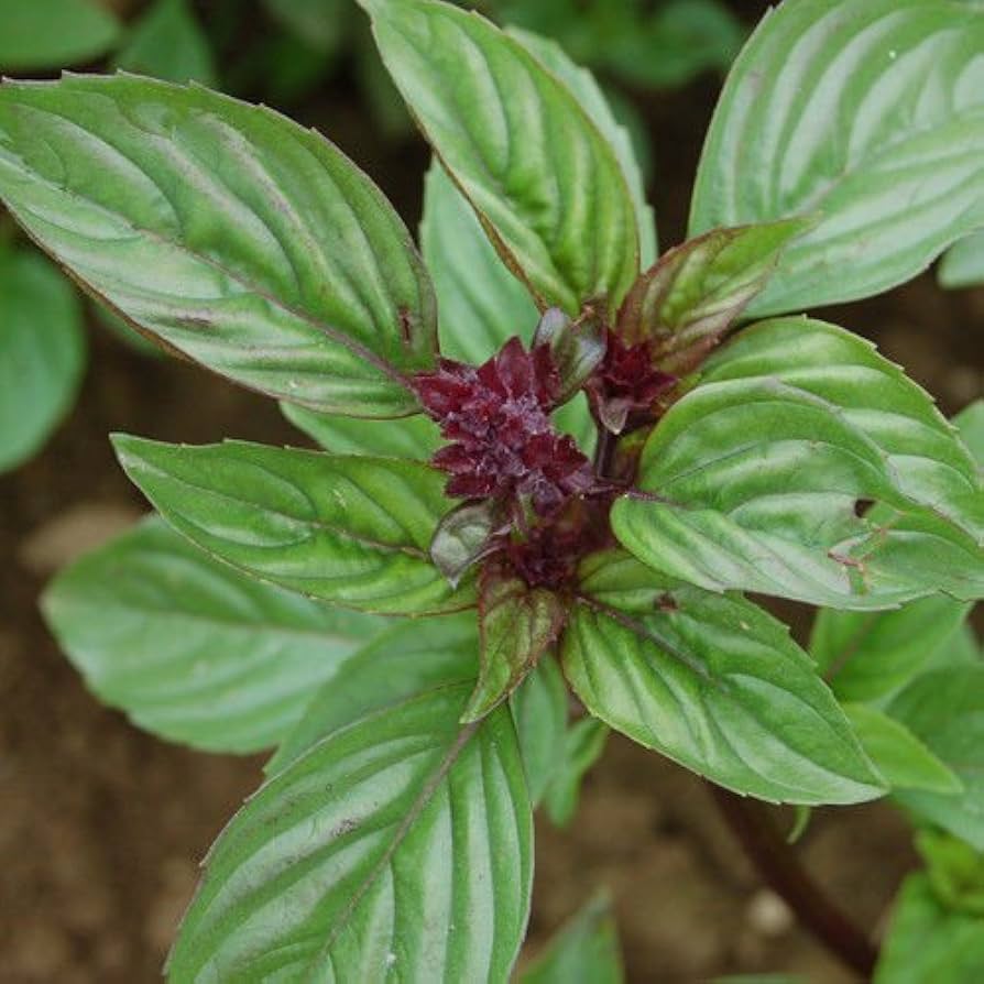 Siam Queen Thai Basil plant growing in an herb garden