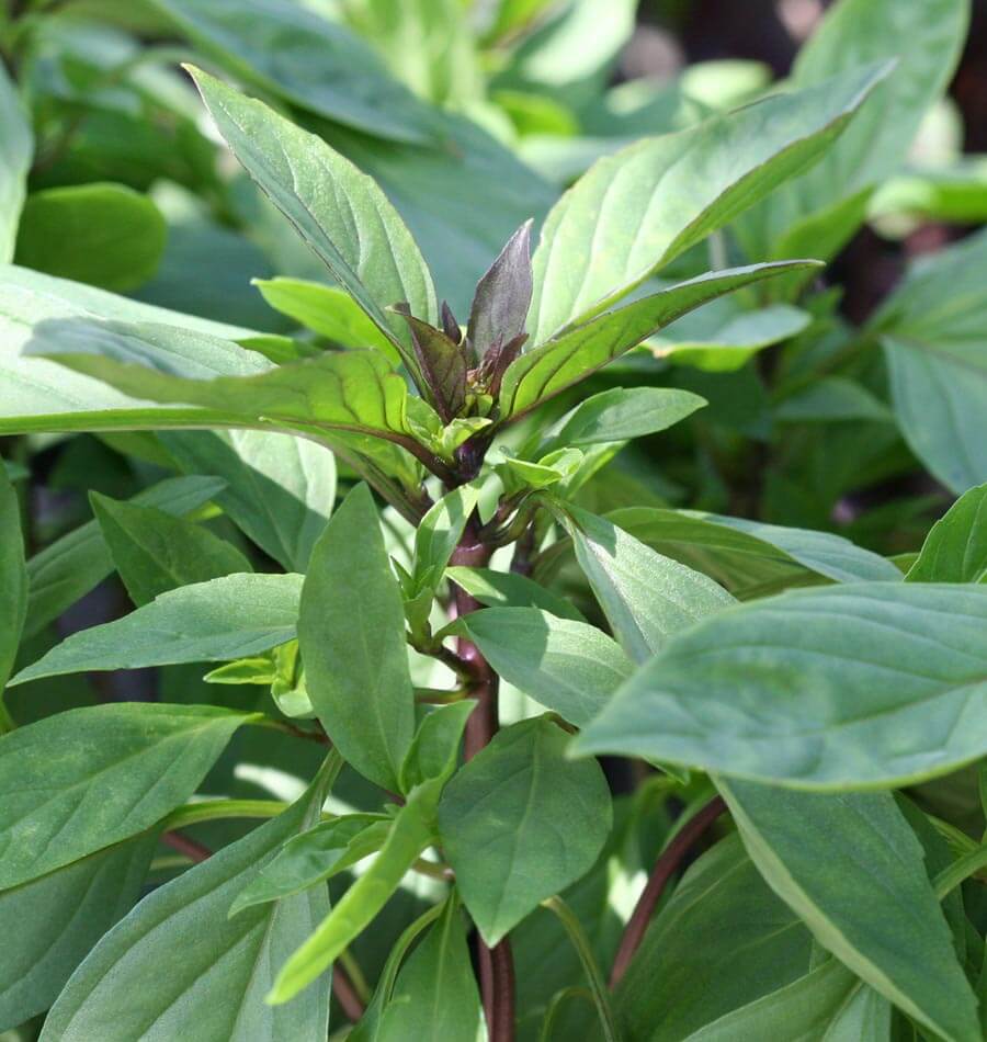 Pink-lavender flower clusters on Siam Queen Basil grown from seeds