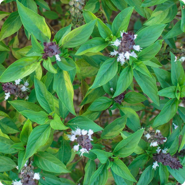 Siam Queen Thai Basil seeds Ocimum basilicum var. thyrsiflora with purple stems