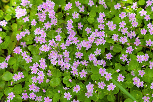 Siberian Spring Beauty flowers blooming in a shaded garden