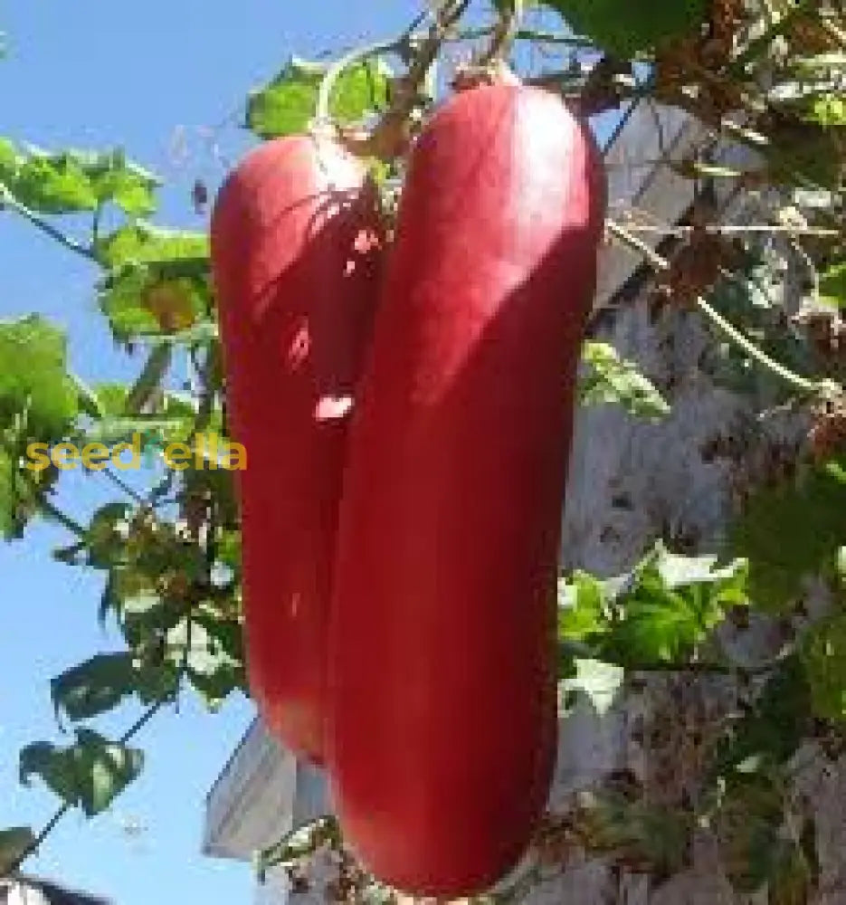 Sicana Odorifera Seeds For Planting  Grow This Unique Vegetable Seeds