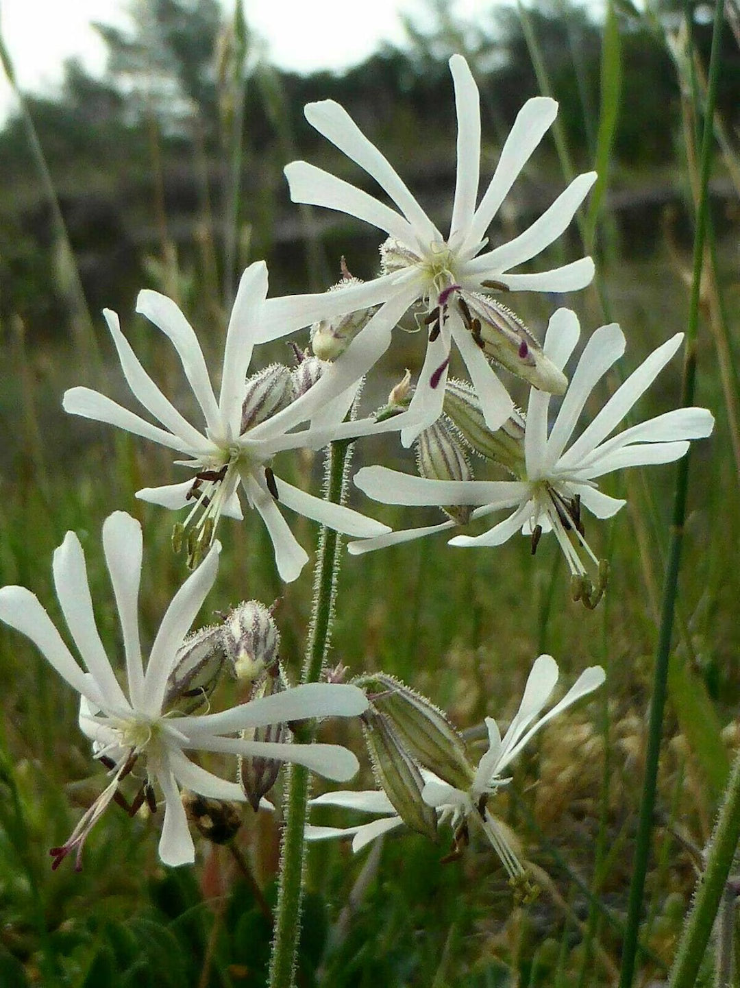 Silene Latifolia Catchfly Seeds Germination Guide
