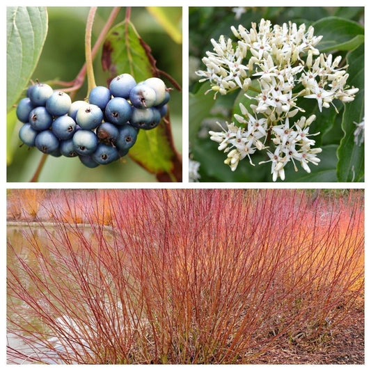 Silky dogwood seeds Cornus amomum shrub with white flowers