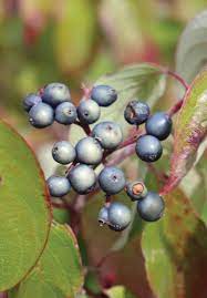 Silky dogwood seeds growing in wildlife garden habitat