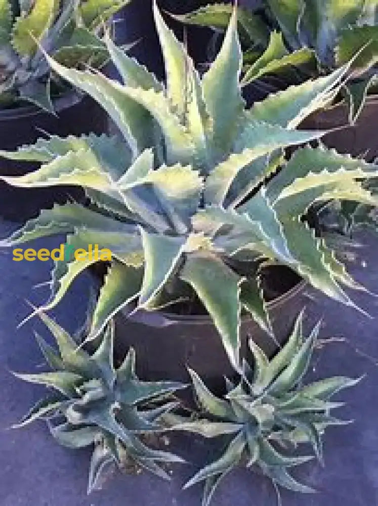 Silver Agave Salmiana Seeds For Planting Plant Seeds