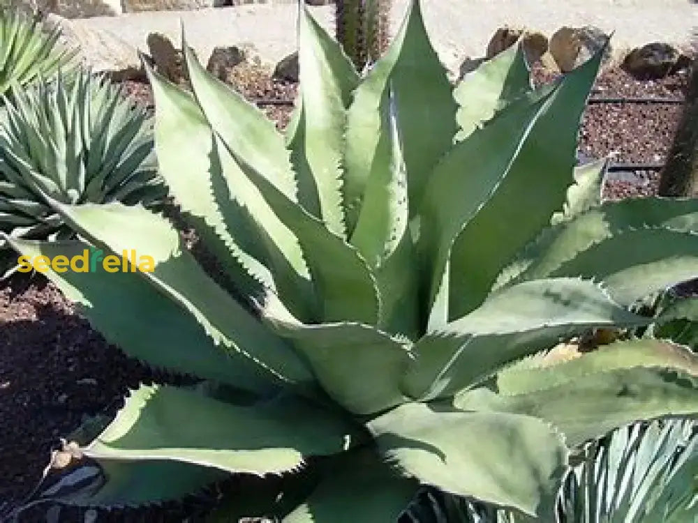 Silver Agave Salmiana Seeds For Planting Plant Seeds