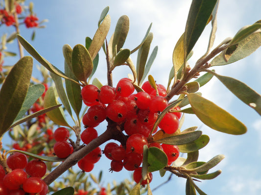 Silver Buffaloberry Seeds Shepherdia argentea native red fruit shrub