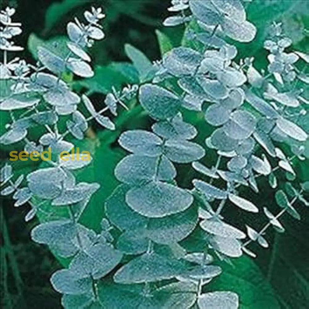 Silver Dollar Eucalyptus Seeds | Grow Your Own Tree Plant Seeds