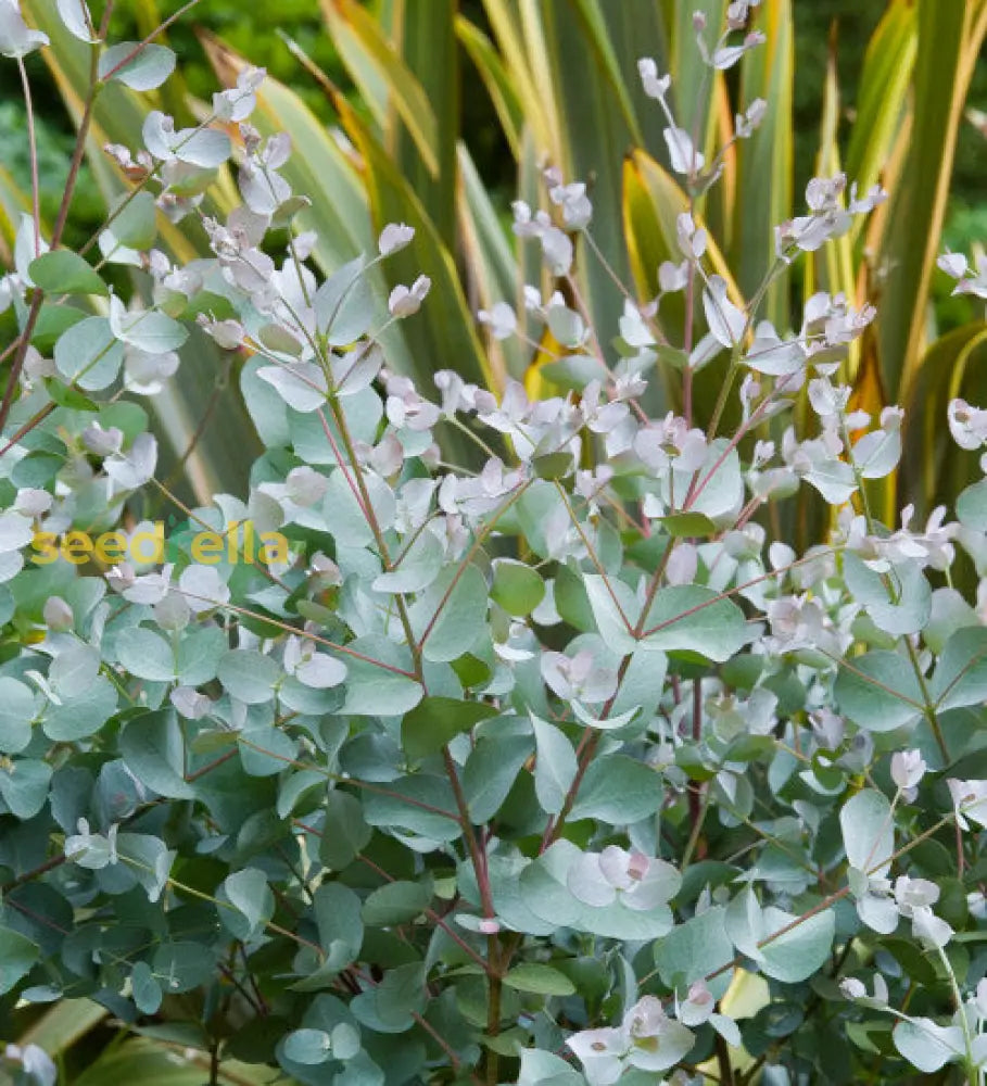 Silver Eucalyptus Plant Seeds For Gardening And Planting: Grow Your Own Beautiful Trees!