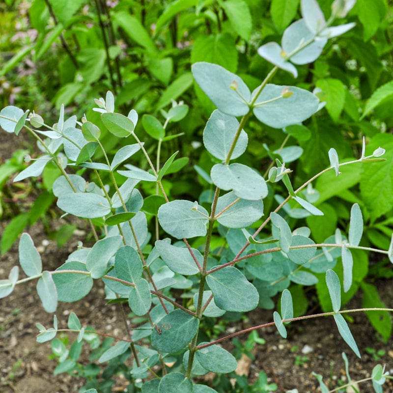 Silver Eucalyptus Plant Seeds for Gardening and Planting