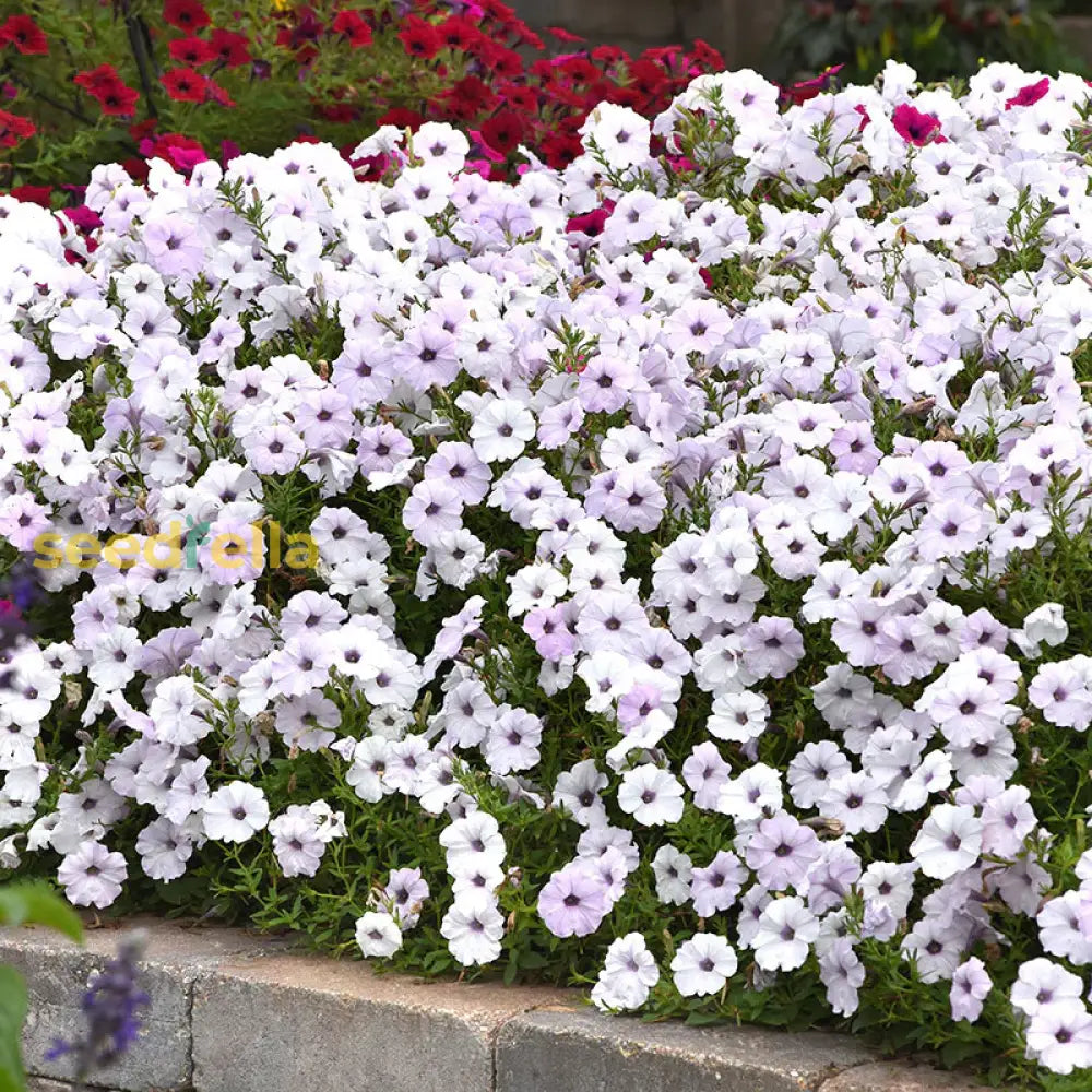 Silver Petunia Flower Seeds For Gorgeous Garden Blooms: Planting Guide And Tips