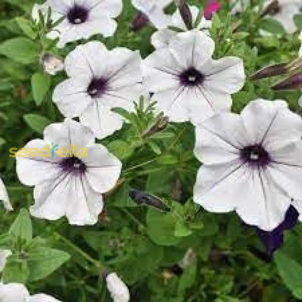 Silver Petunia Flower Seeds For Gorgeous Garden Blooms: Planting Guide And Tips