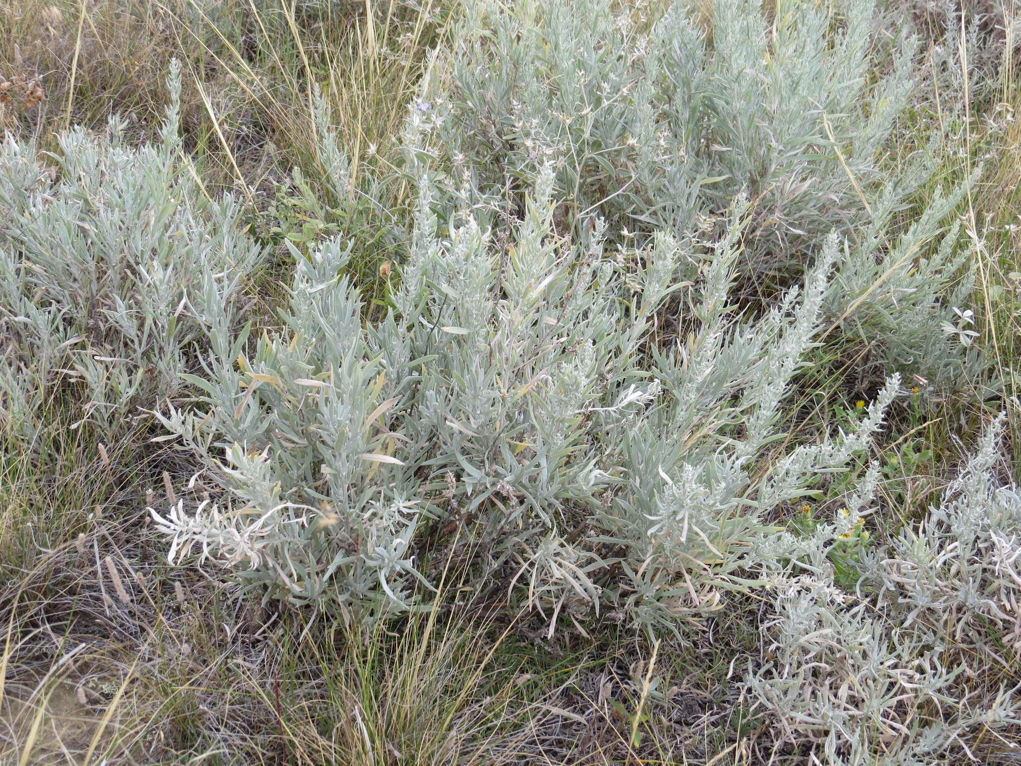 Silver Sagebrush with compact, aromatic foliage