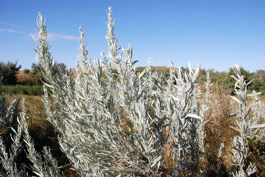 Silver Sagebrush plant with silver-grey aromatic foliage in herb garden