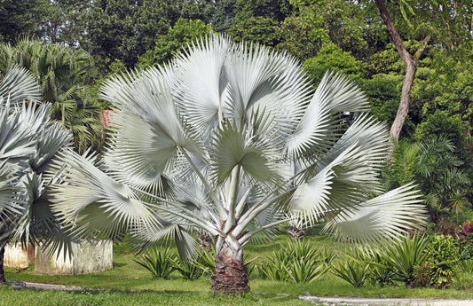 Silver Saw Palmetto (Serenoa repens) edible fruit seeds for planting