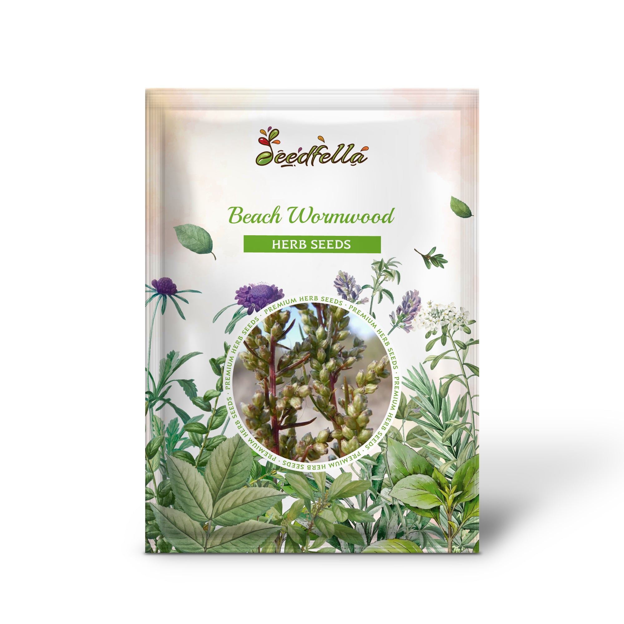 Silvermound Red Sagewort grown from non-GMO Beach Wormwood seeds in coastal gardens