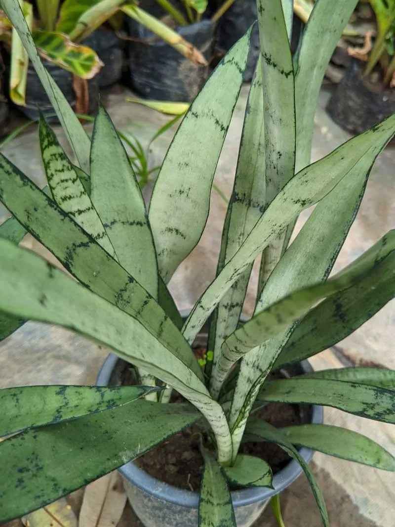 Sansevieria Plant Seeds Planting Silver Seeds