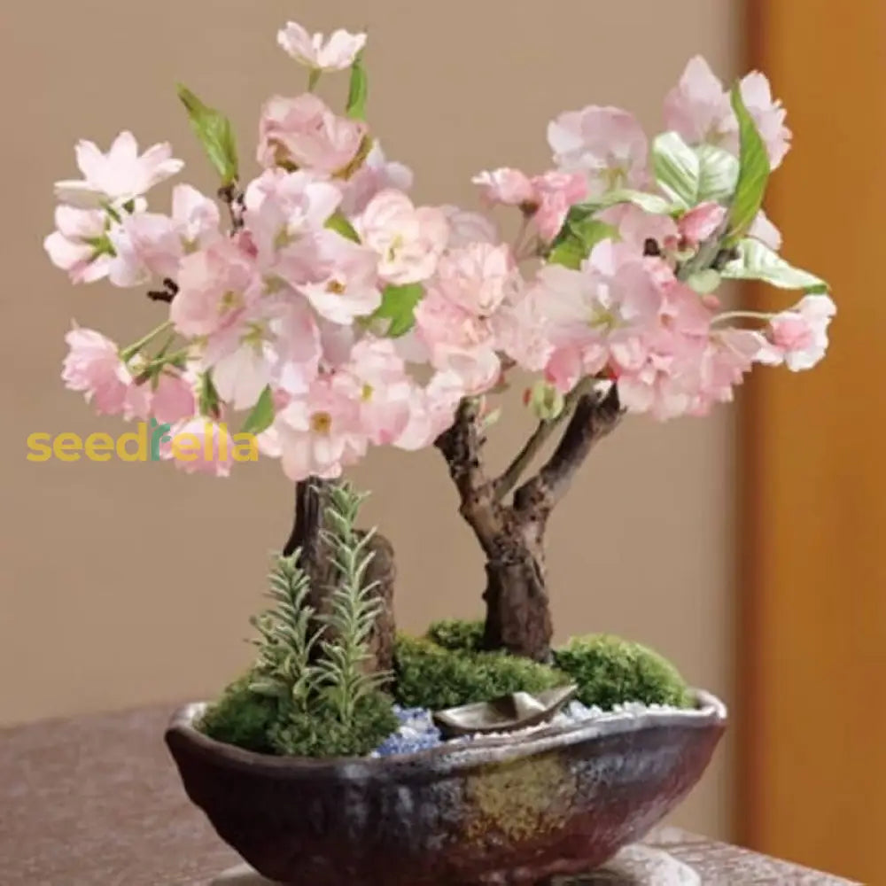 Simsii Bonsai Flower Seeds Planting Violet