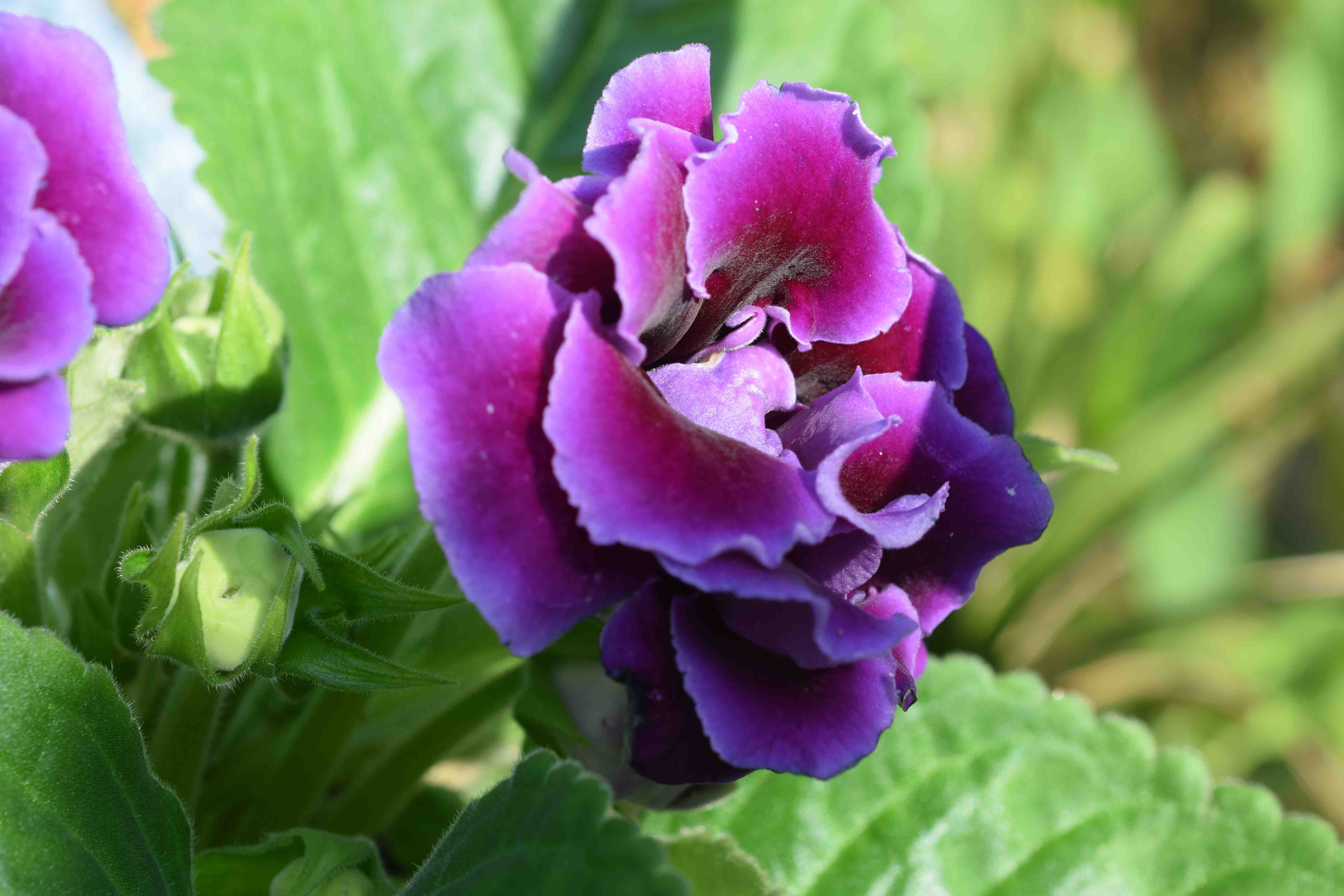 Sinningia Gloxinia Planting Flower Seeds For Vibrant Indoor Blooms