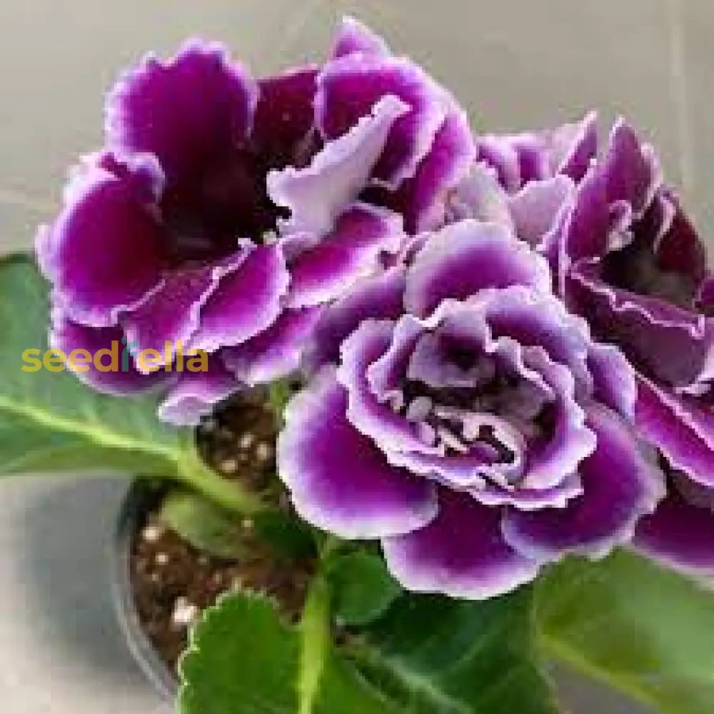 Sinningia Gloxinia Flower Seeds For Planting - Vibrant And Elegant Blooms