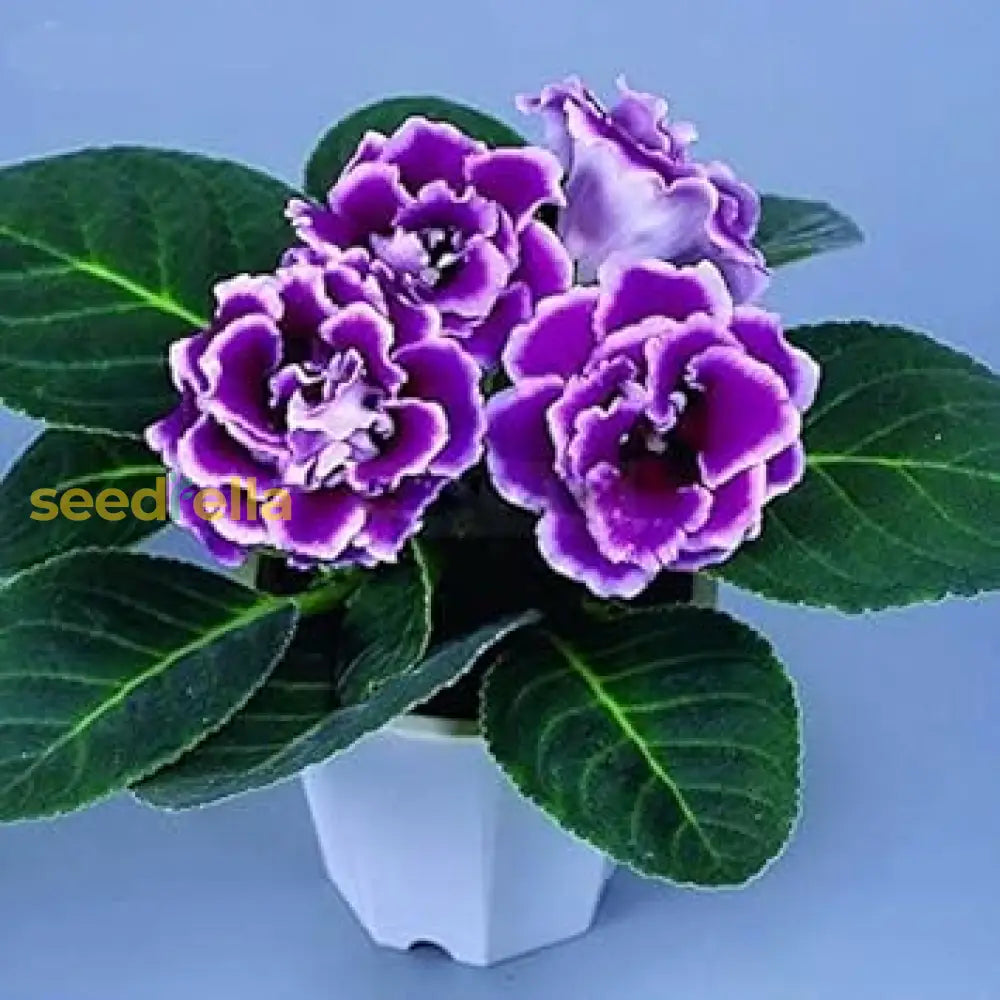 Sinningia Gloxinia Flower Seeds For Planting - Vibrant And Elegant Blooms