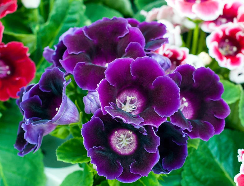 Sinningia Gloxinia Flower Seeds
