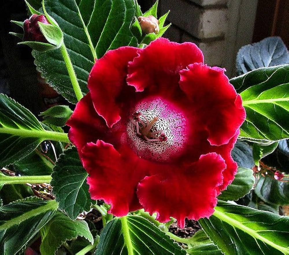 Sinningia speciosa (Gloxinia) Flower Seeds for Planting