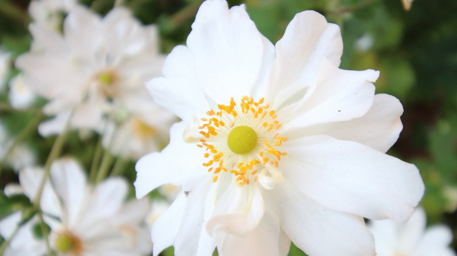 Skeleton Flower blooms turning transparent in rain