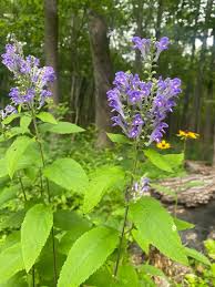 Skullcap herb plant growing outdoors