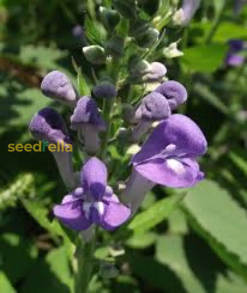 Skullcap Scutellaria Incana Seeds For Herbal Planting Herb