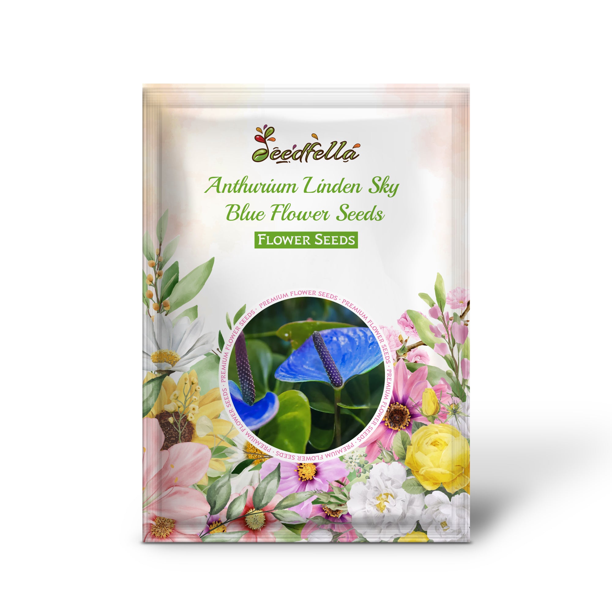 Sky Blue Anthurium Flowers in Full Bloom