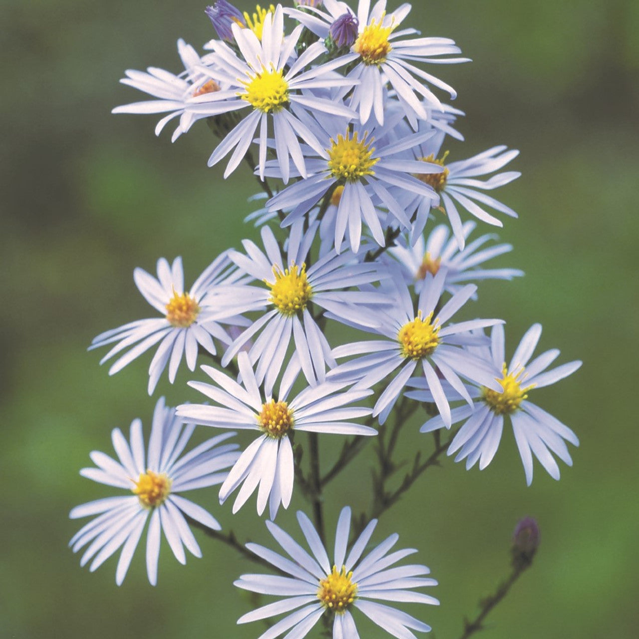 Sky Blue Aster Flower Seeds for Planting