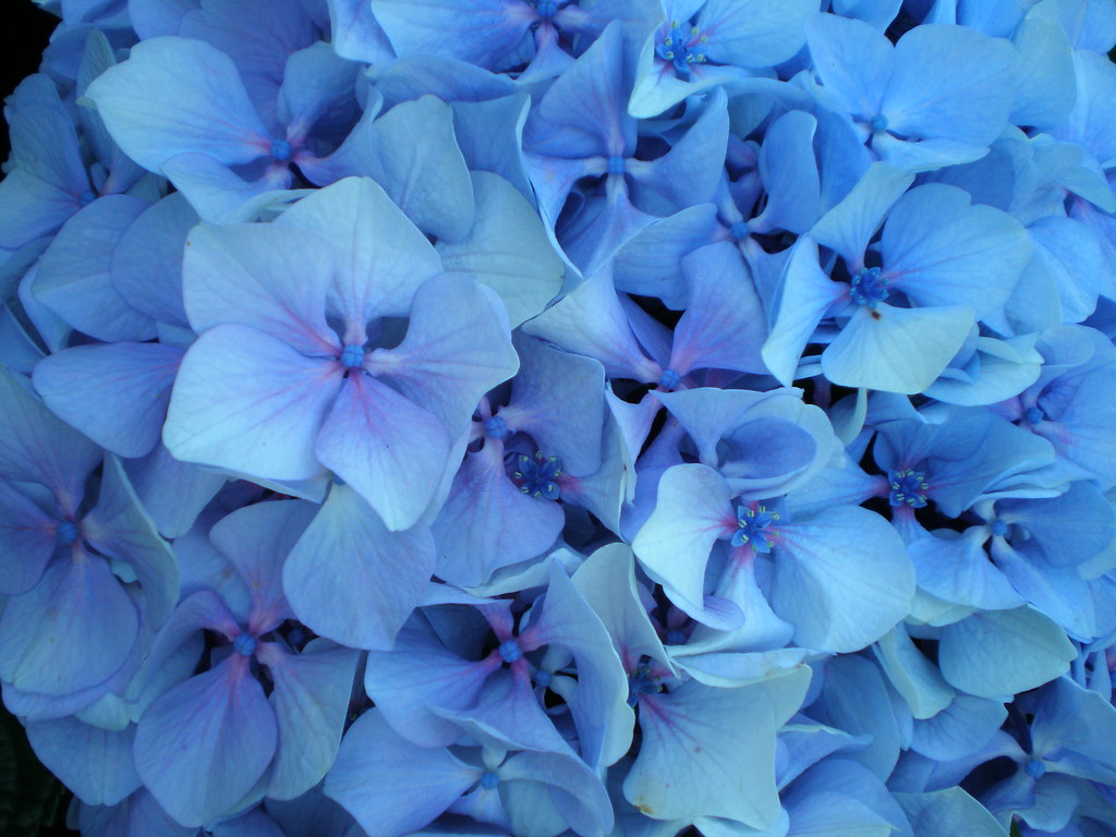 Sky Blue Azalea Seeds for Planting