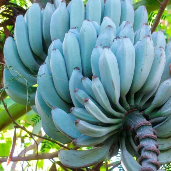 Sky blue banana seeds for planting exotic tropical variety