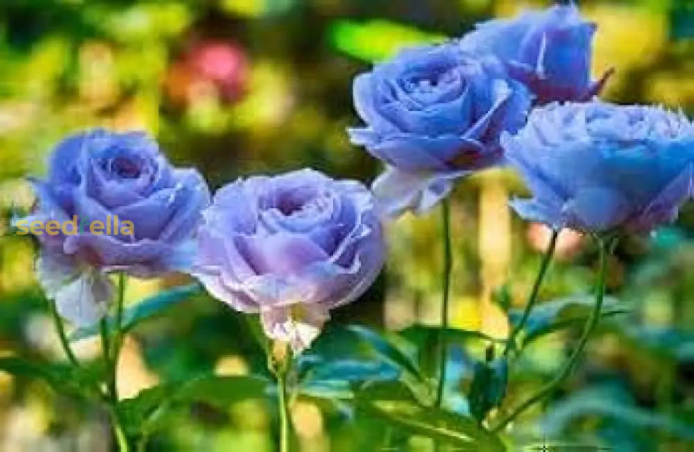 Sky Blue Climbing Roses Flower Seeds For Gardening & Planting