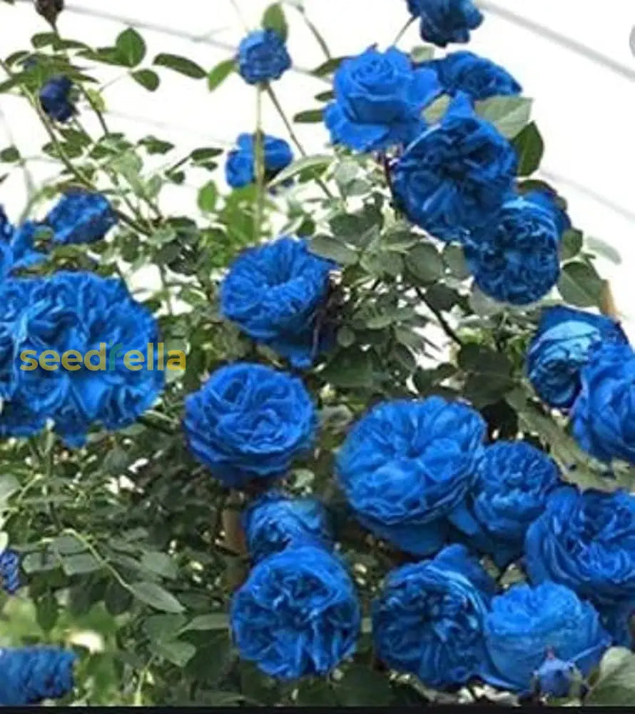 Sky Blue Climbing Roses Flower Seeds For Gardening & Planting