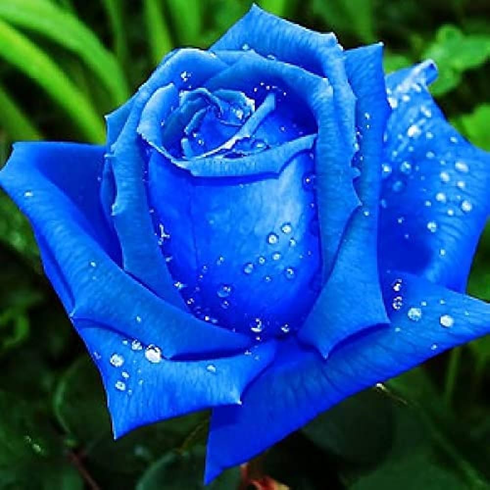 Sky Blue Climbing Roses Flower Seeds