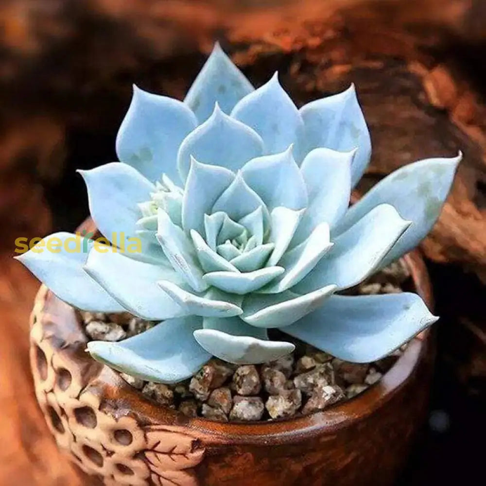 Sky Blue Echeveria Purpusorum Seeds