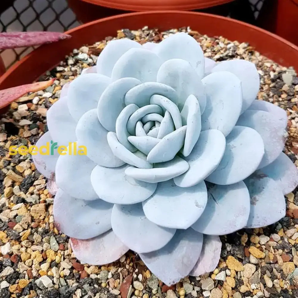 Sky Blue Echeveria Purpusorum Seeds