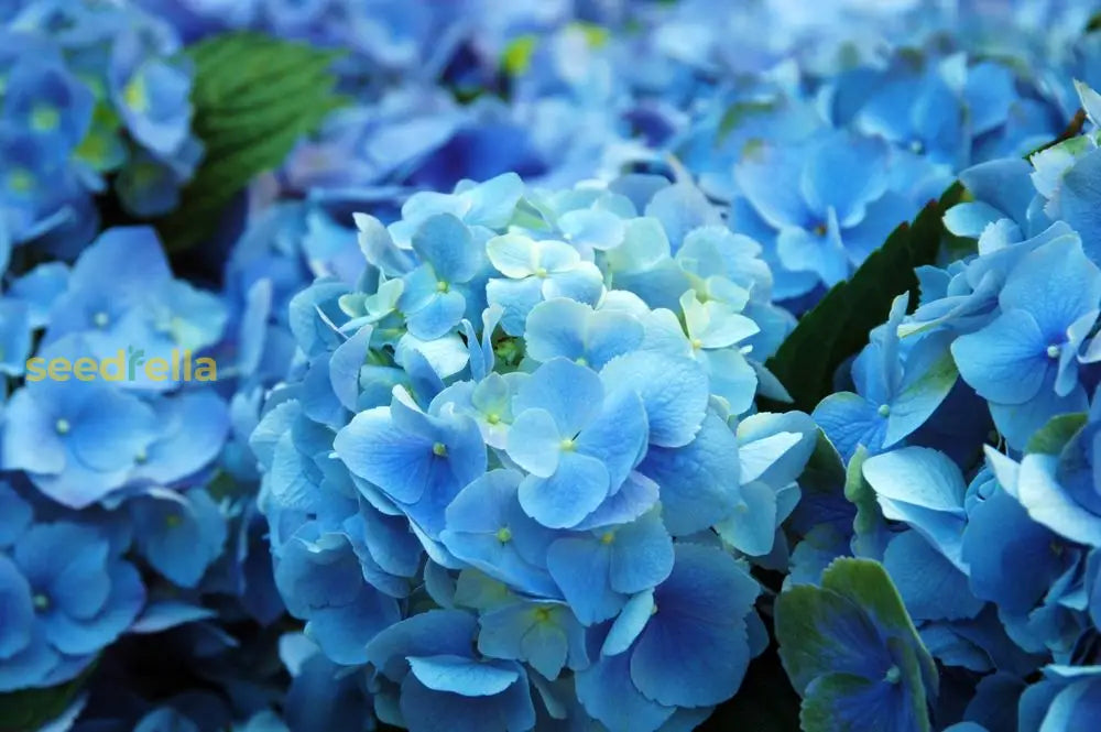 Sky Blue Geranium Flower Seeds For Vibrant Garden Planting