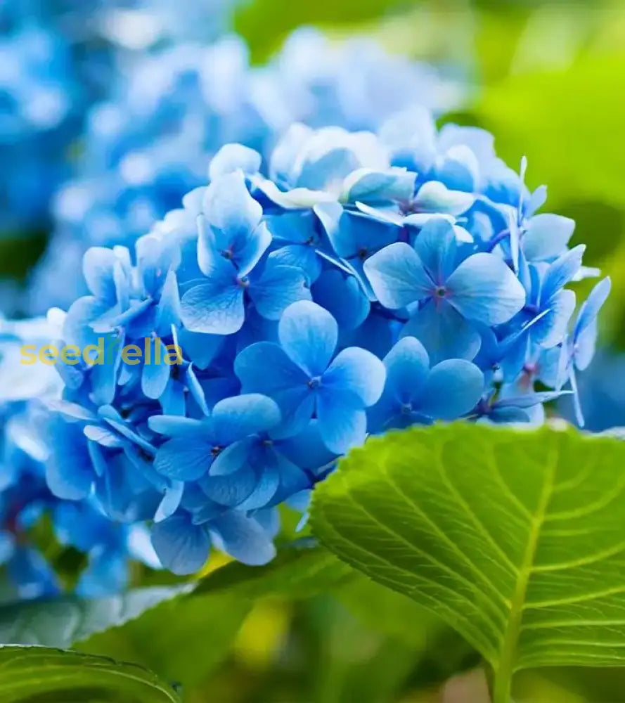 Sky Blue Geranium Flower Seeds For Vibrant Garden Planting