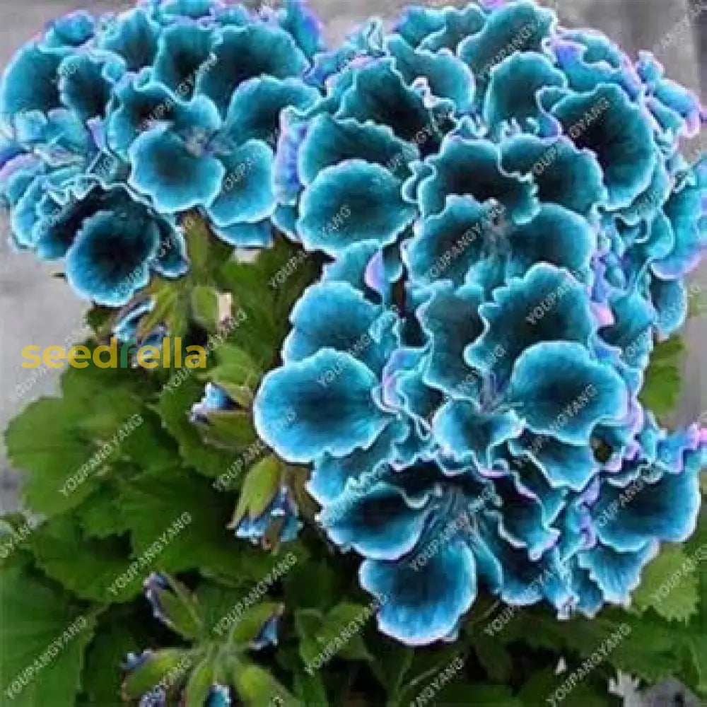 Sky Blue Green Geranium Seeds For Planting Flower