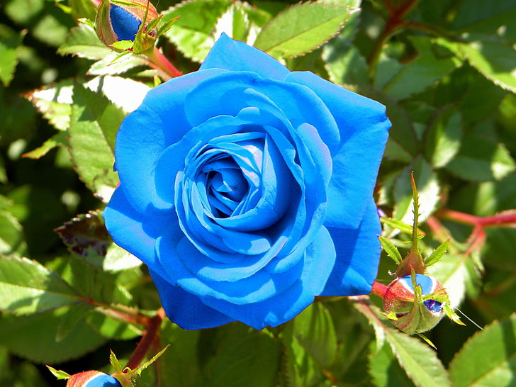Sky Blue Grey Rose Flower Seeds for Planting