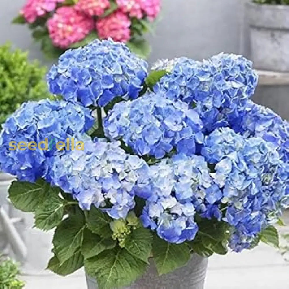 Sky Blue Hydrangea Seeds For Vibrant Flower Planting